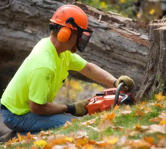 tree services Matawan